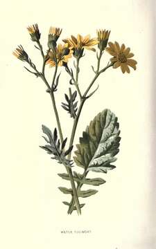 Image of water ragwort