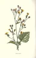 Image of nipplewort