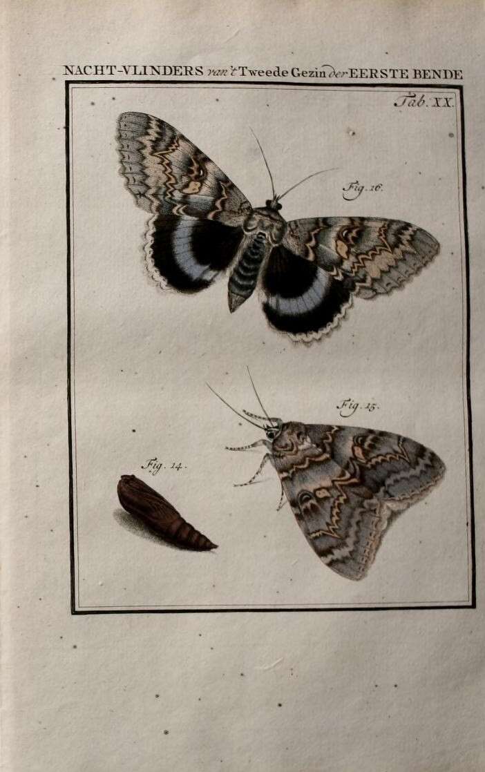 Catocala fraxini Linnaeus 1758 resmi