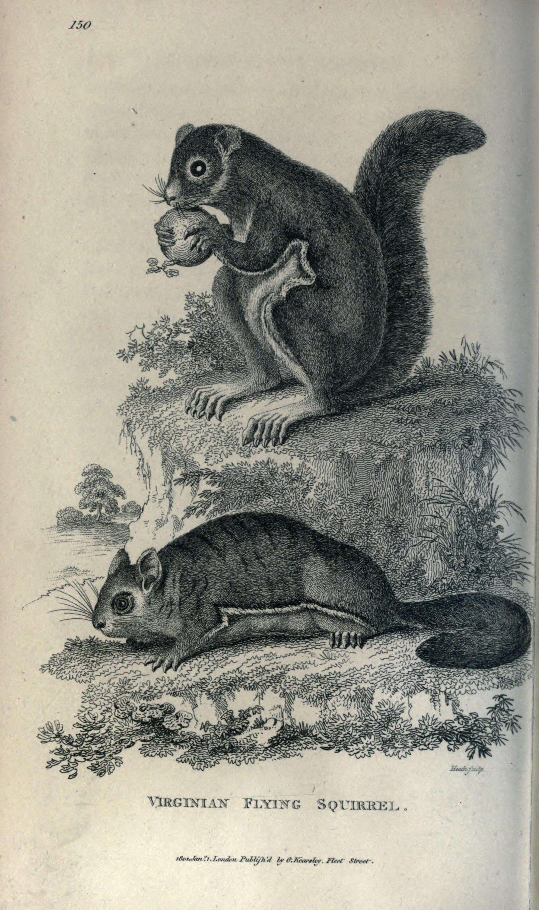 Imagem de Glaucomys volans (Linnaeus 1758)