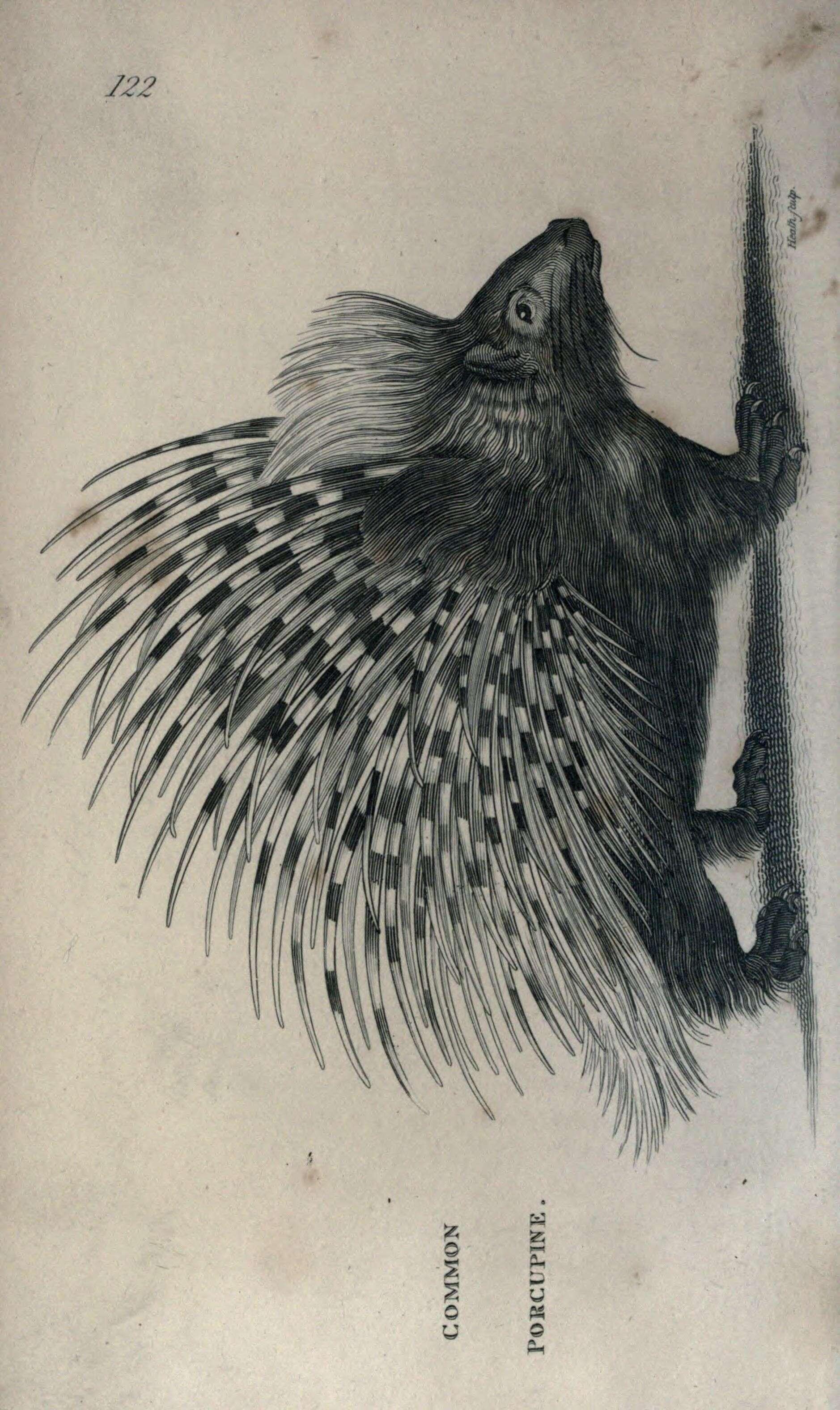Image of Hystrix subgen. Hystrix Linnaeus 1758