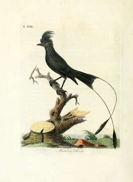 Imagem de Dicrurus paradiseus (Linnaeus 1766)