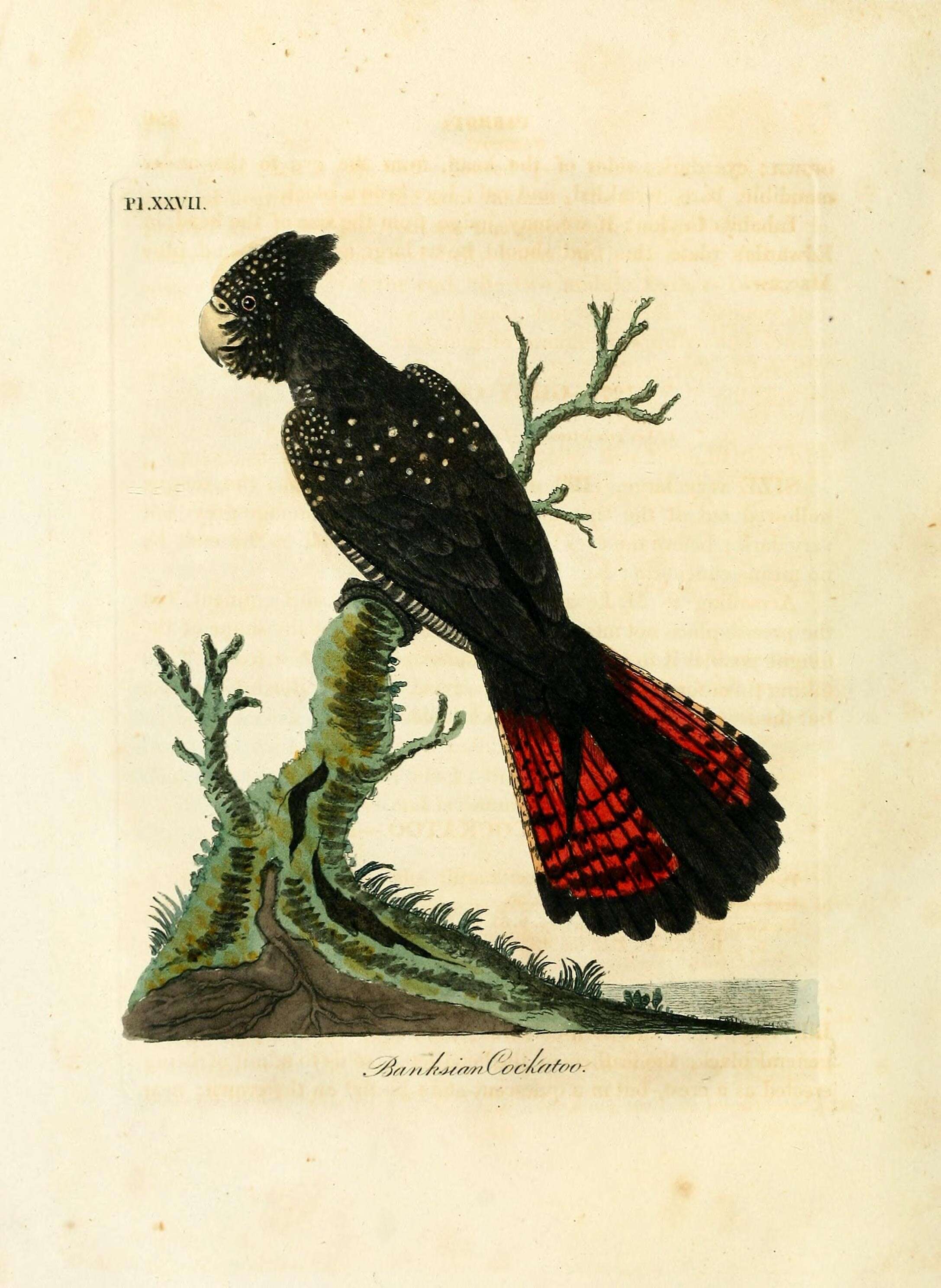 Image of Red-tailed Black-Cockatoo