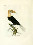 Image of Wreathed Hornbill