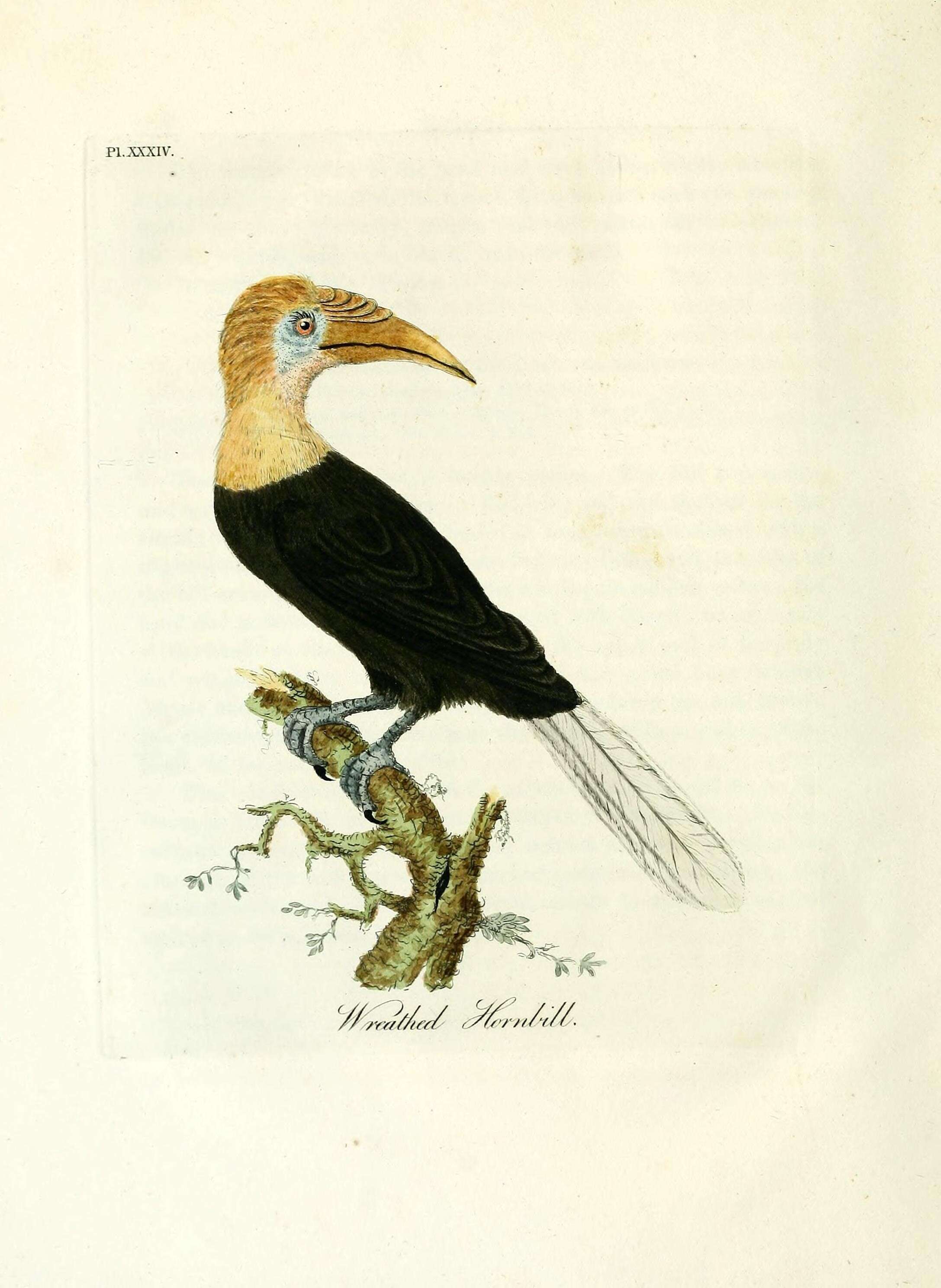 Plancia ëd Rhyticeros undulatus (Shaw 1812)