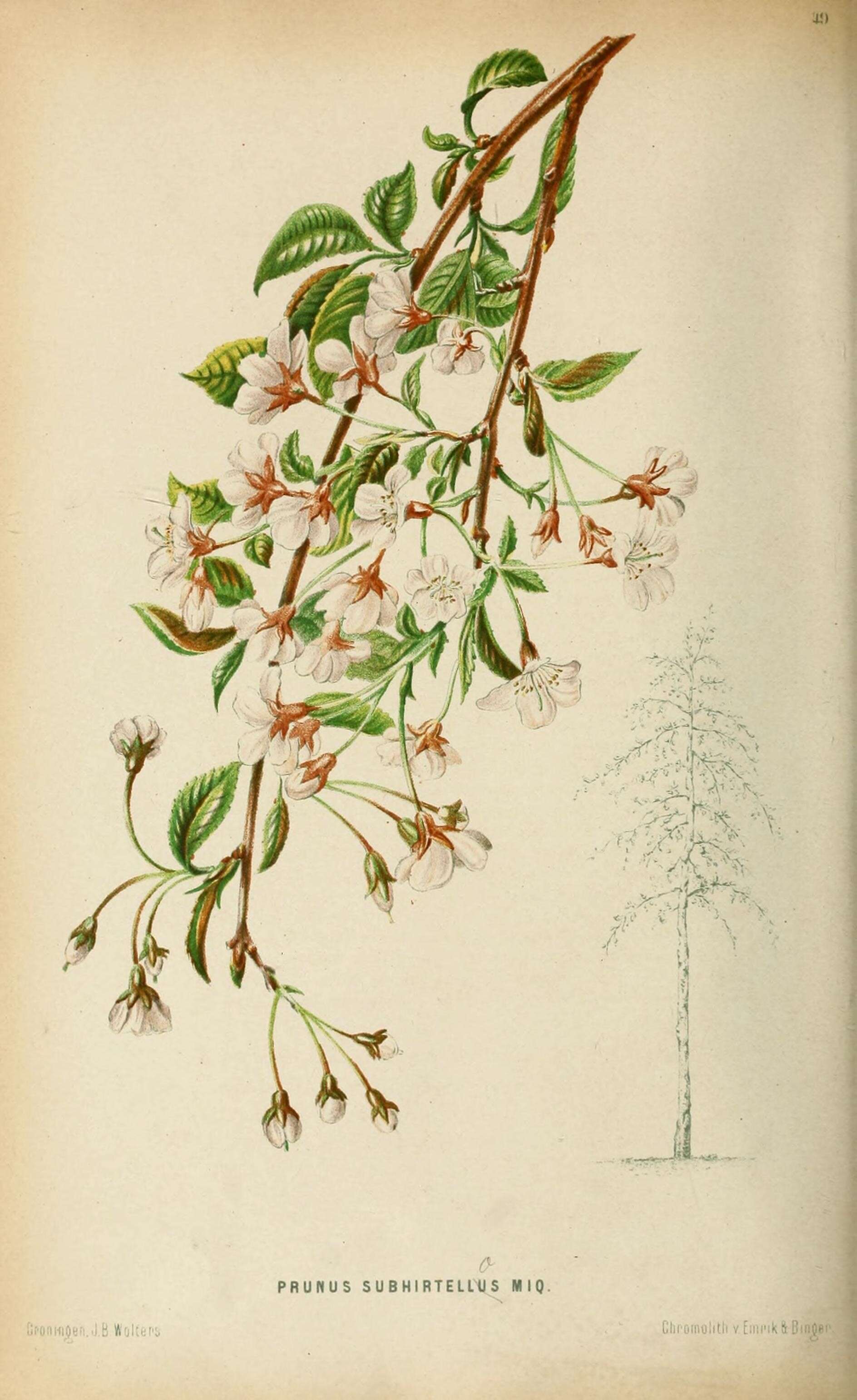 Plancia ëd Prunus subhirtella Miq.