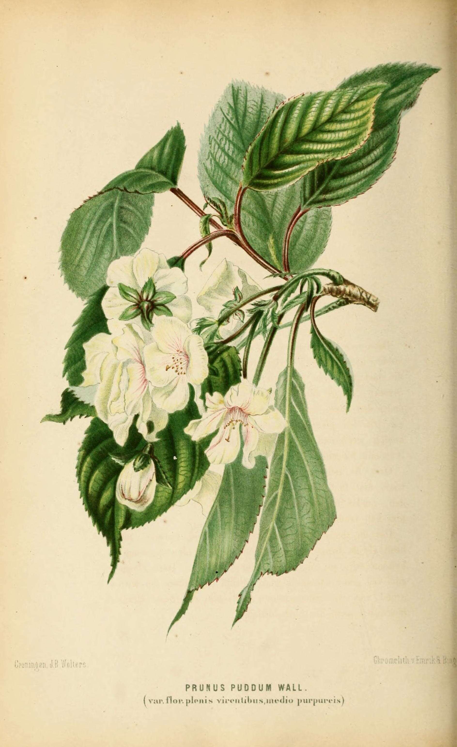 Image of <i>Prunus puddum</i>