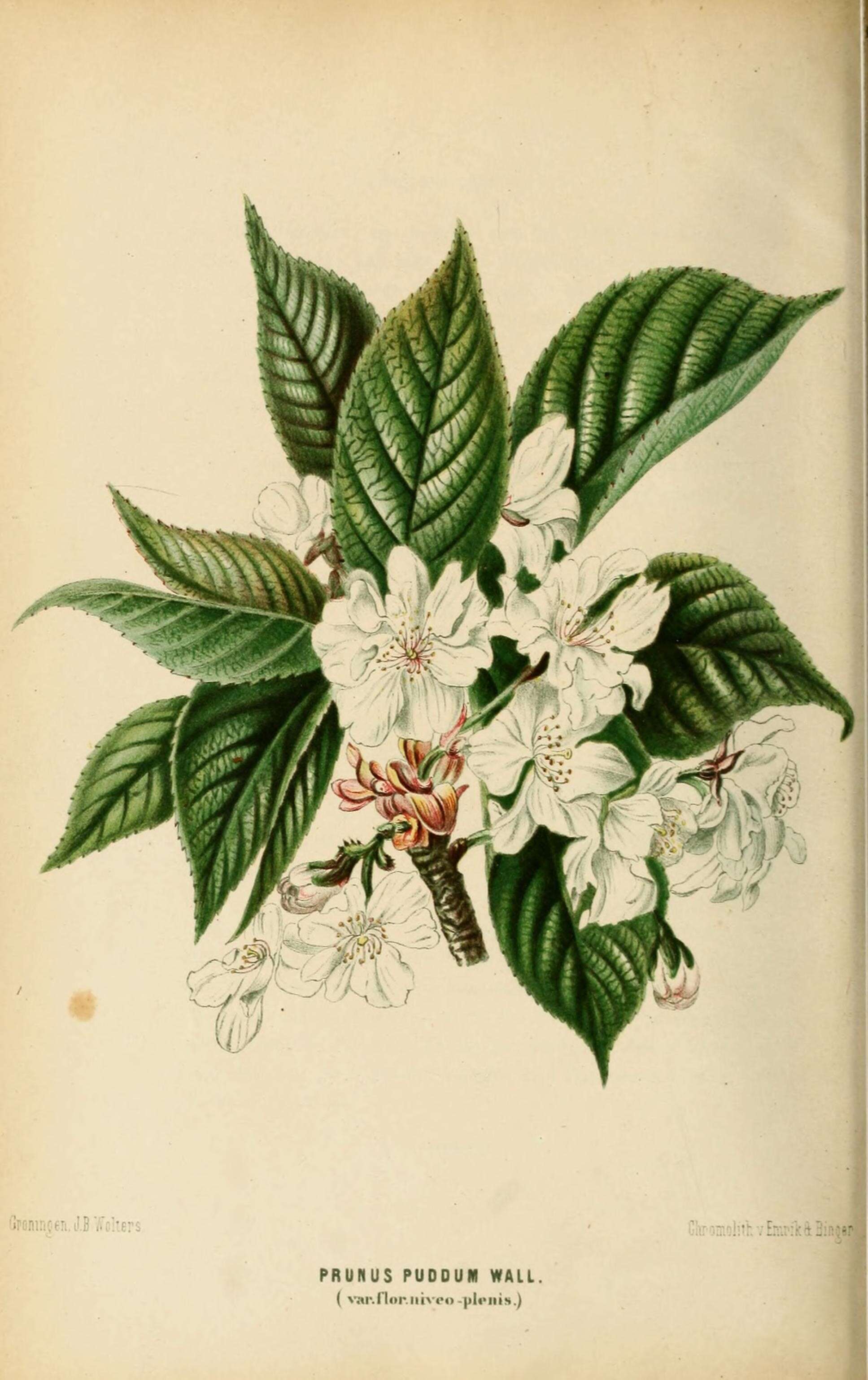 Image of <i>Prunus puddum</i>