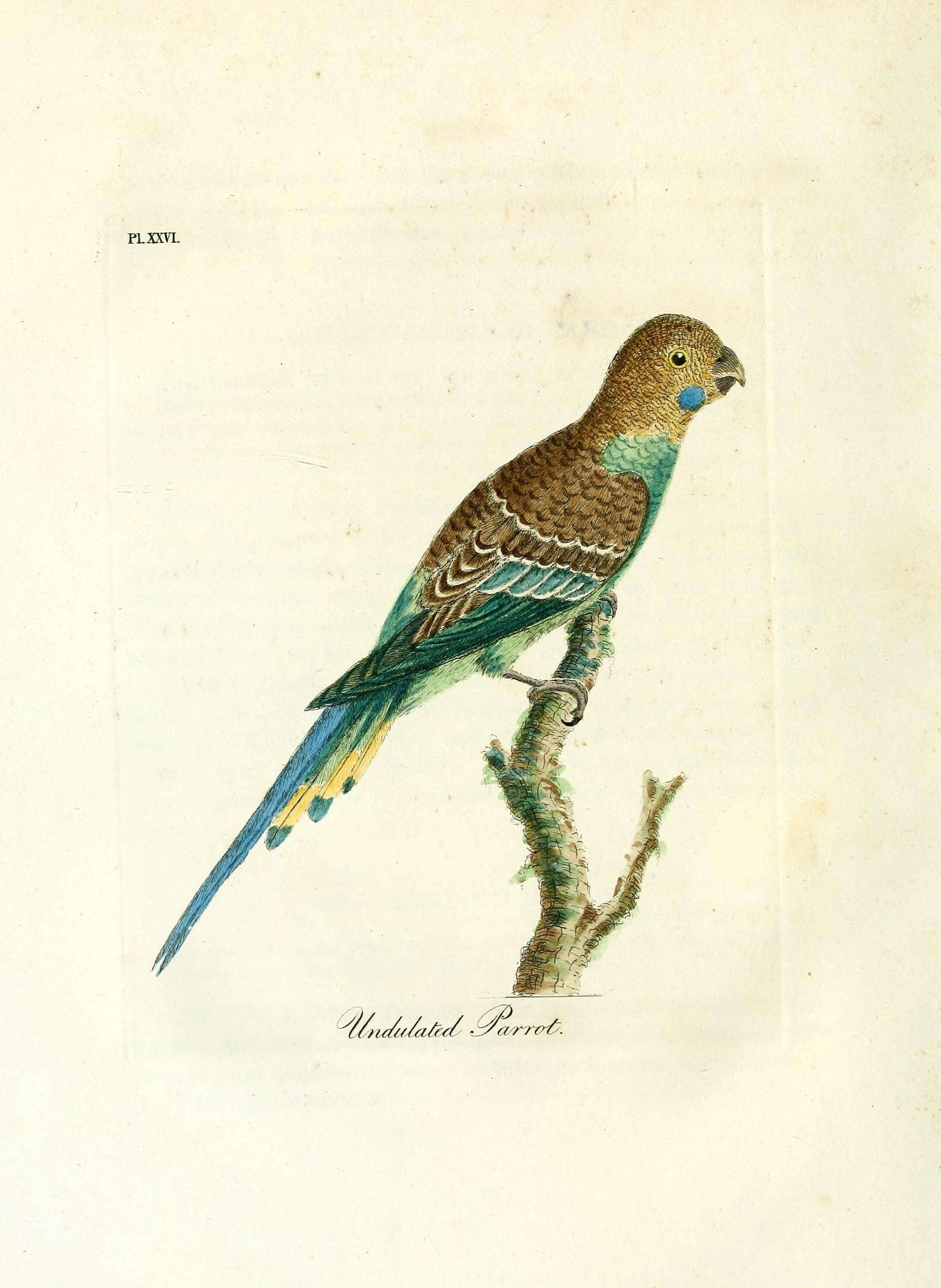 Image of Melopsittacus Gould 1840