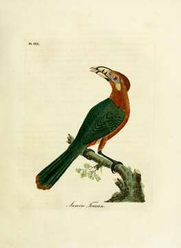 Image of Lettered Aracari