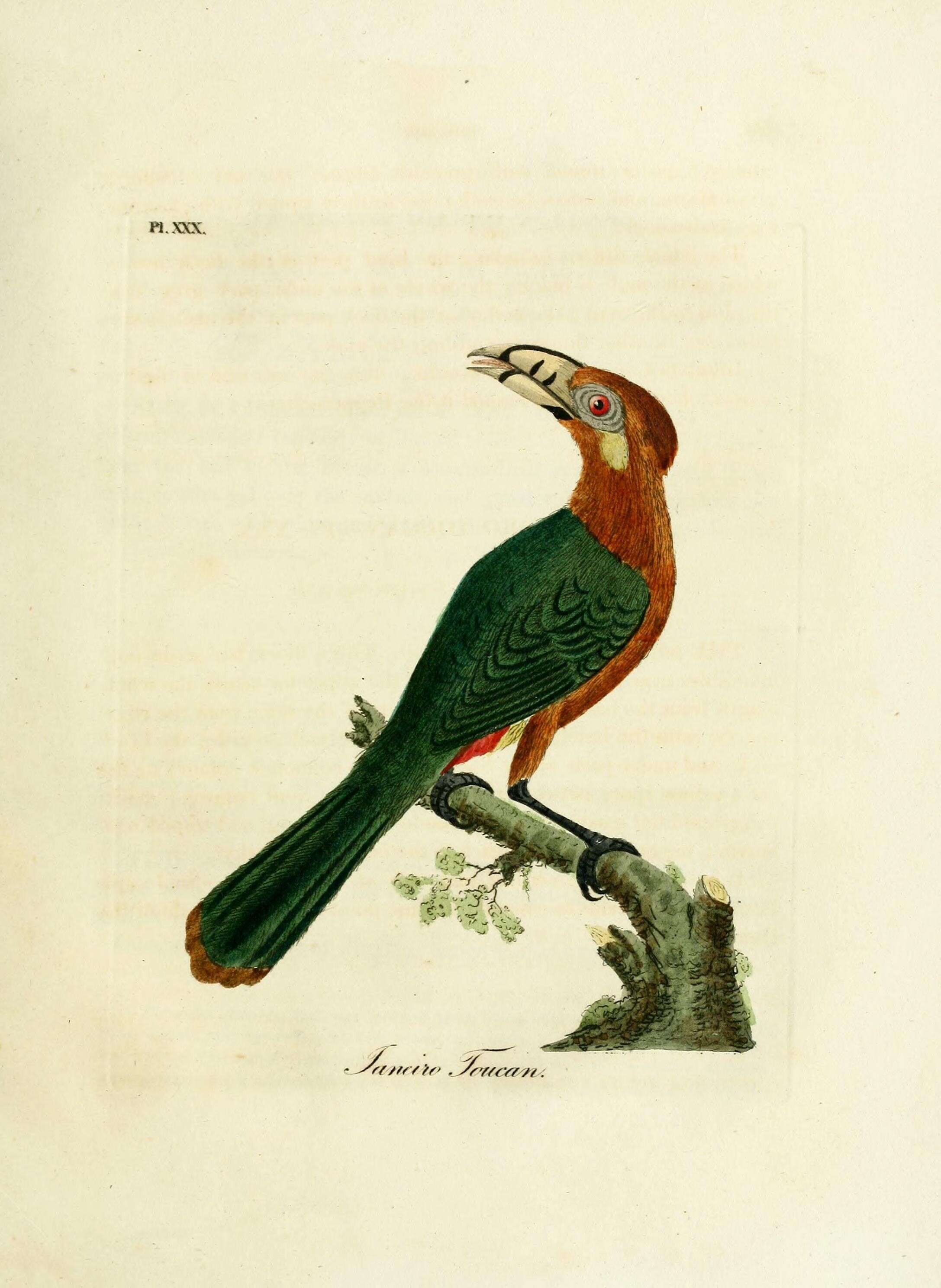 Слика од Pteroglossus inscriptus Swainson 1822