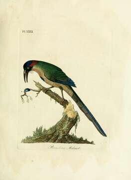 Image of Amazonian Motmot