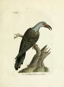 Imagem de Scythrops Latham 1790