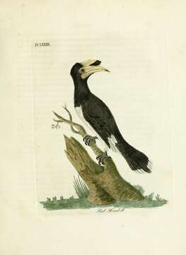 Image of Oriental Pied Hornbill