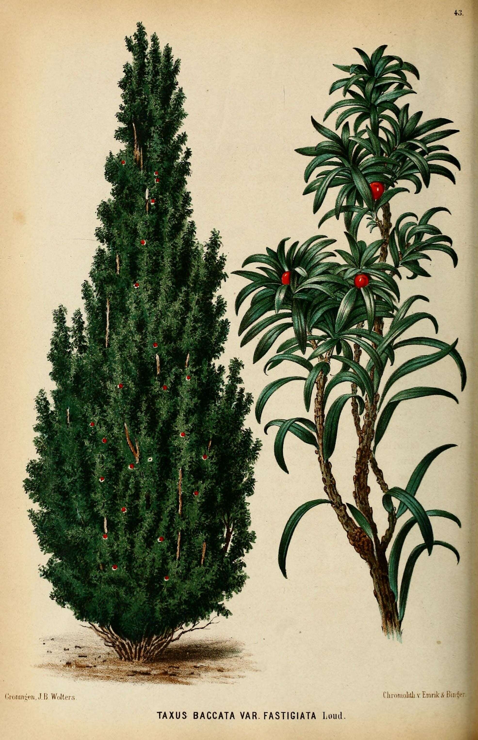 Image of English yew