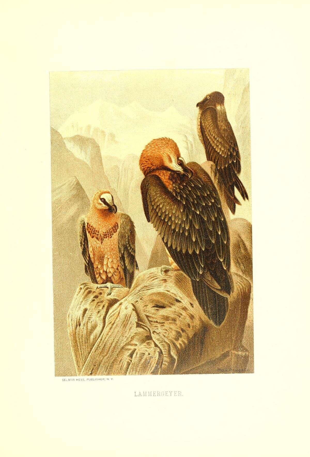 Image de Gypaetus Storr 1784