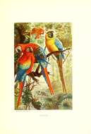 Image of Blue-and-yellow Macaw