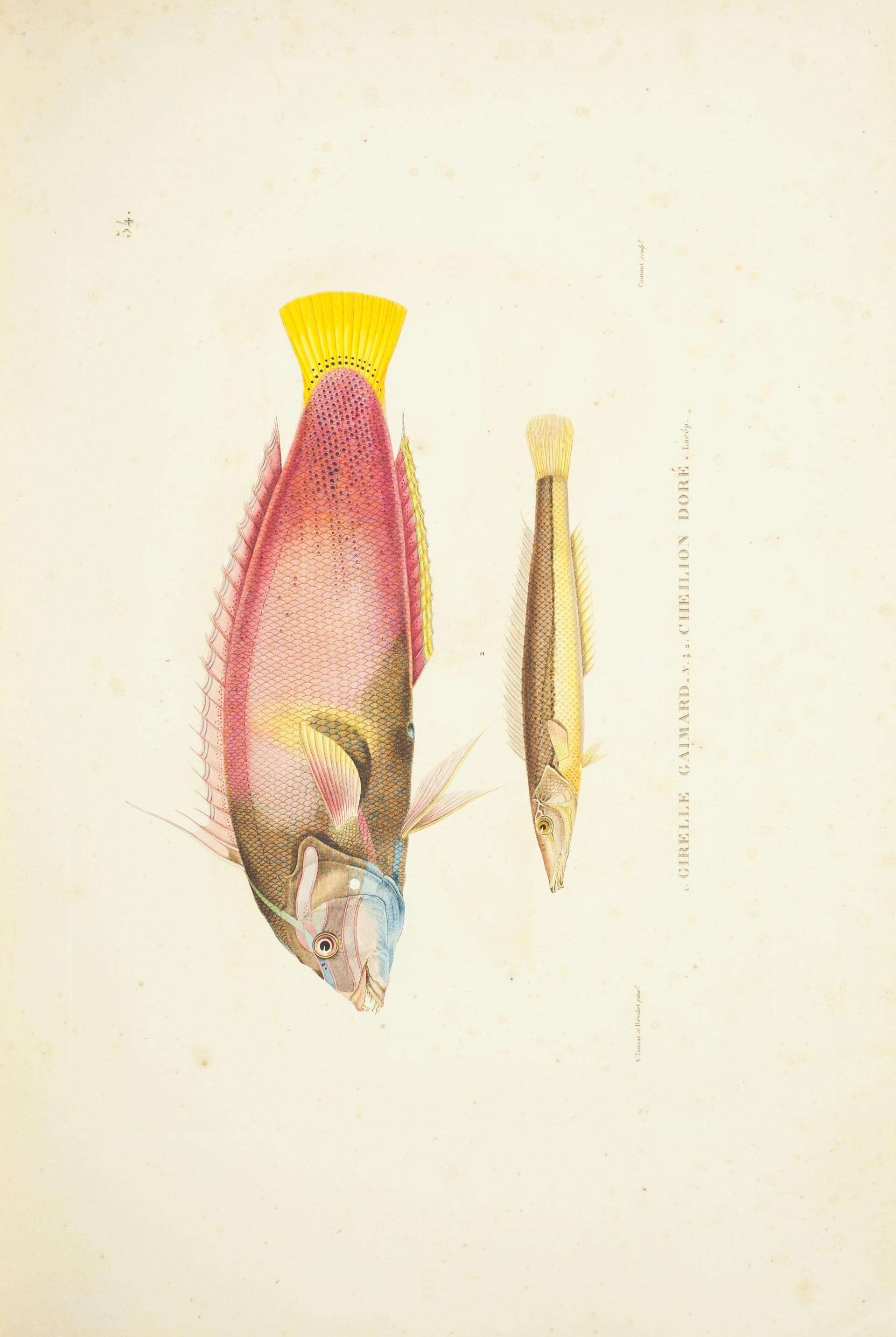 Image of African clown wrasse