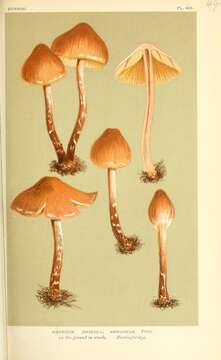 Image of Agaricaceae