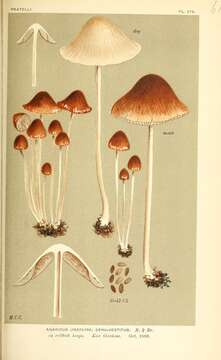 Image of Psathyrella microrhiza (Lasch) Konrad & Maubl. 1949