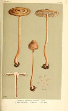 Image of Psathyrella helobia (Kalchbr.) Maire 1937