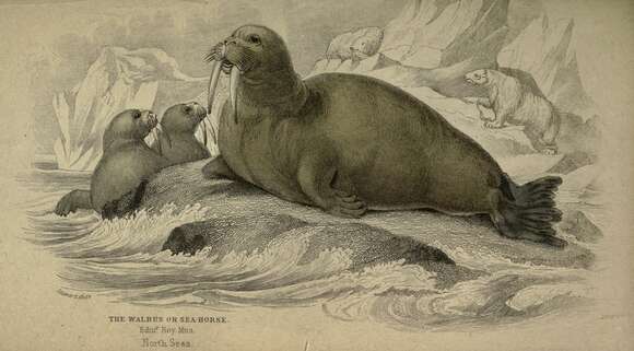 Image of walrus