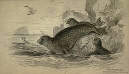 Imagem de Phoca Linnaeus 1758