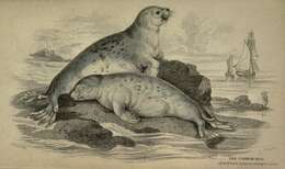 Image of Mediterranean Monk Seal