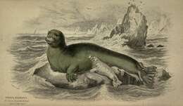 Erignathus Gill 1866 resmi