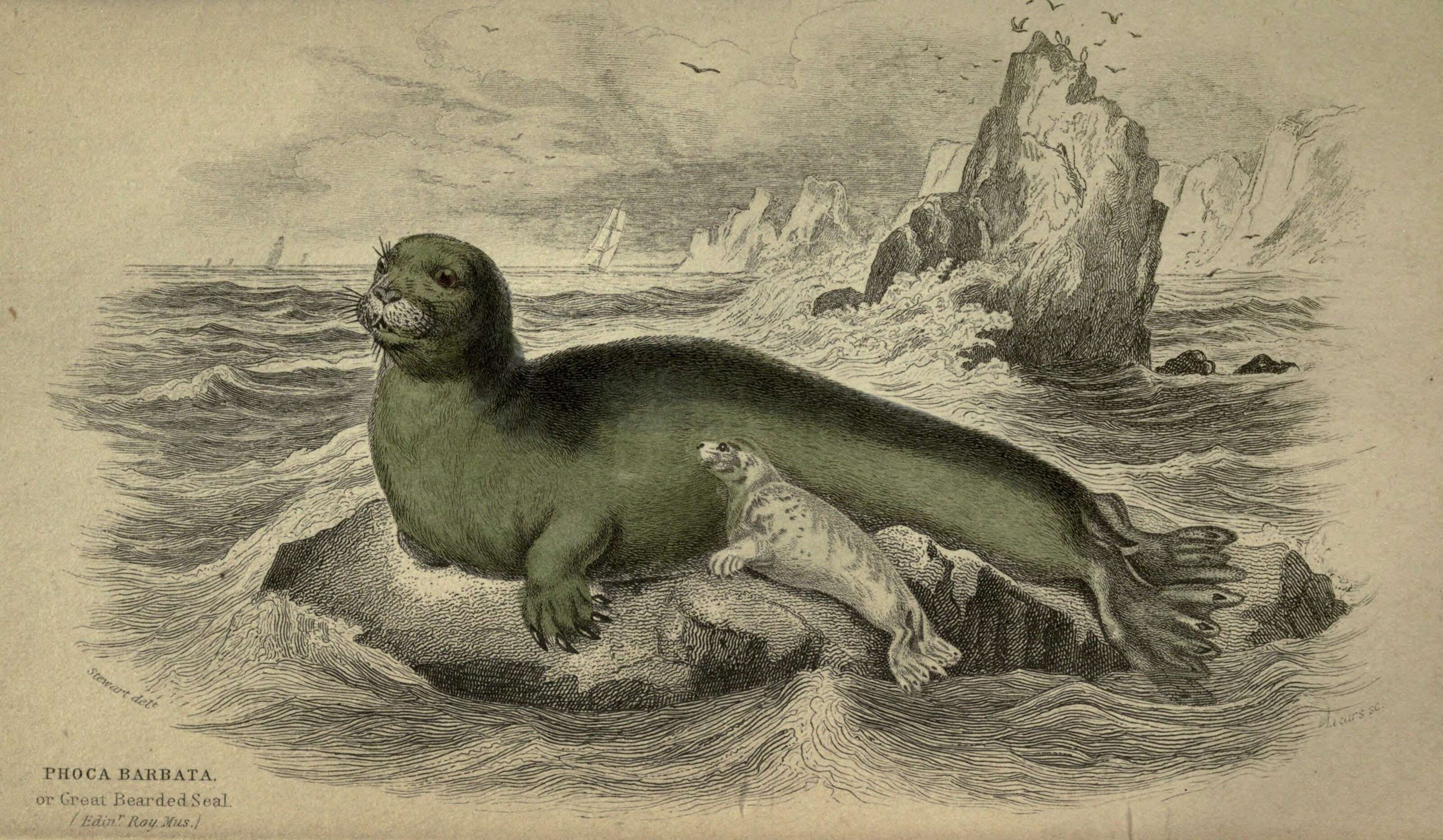 Image of bearded seal