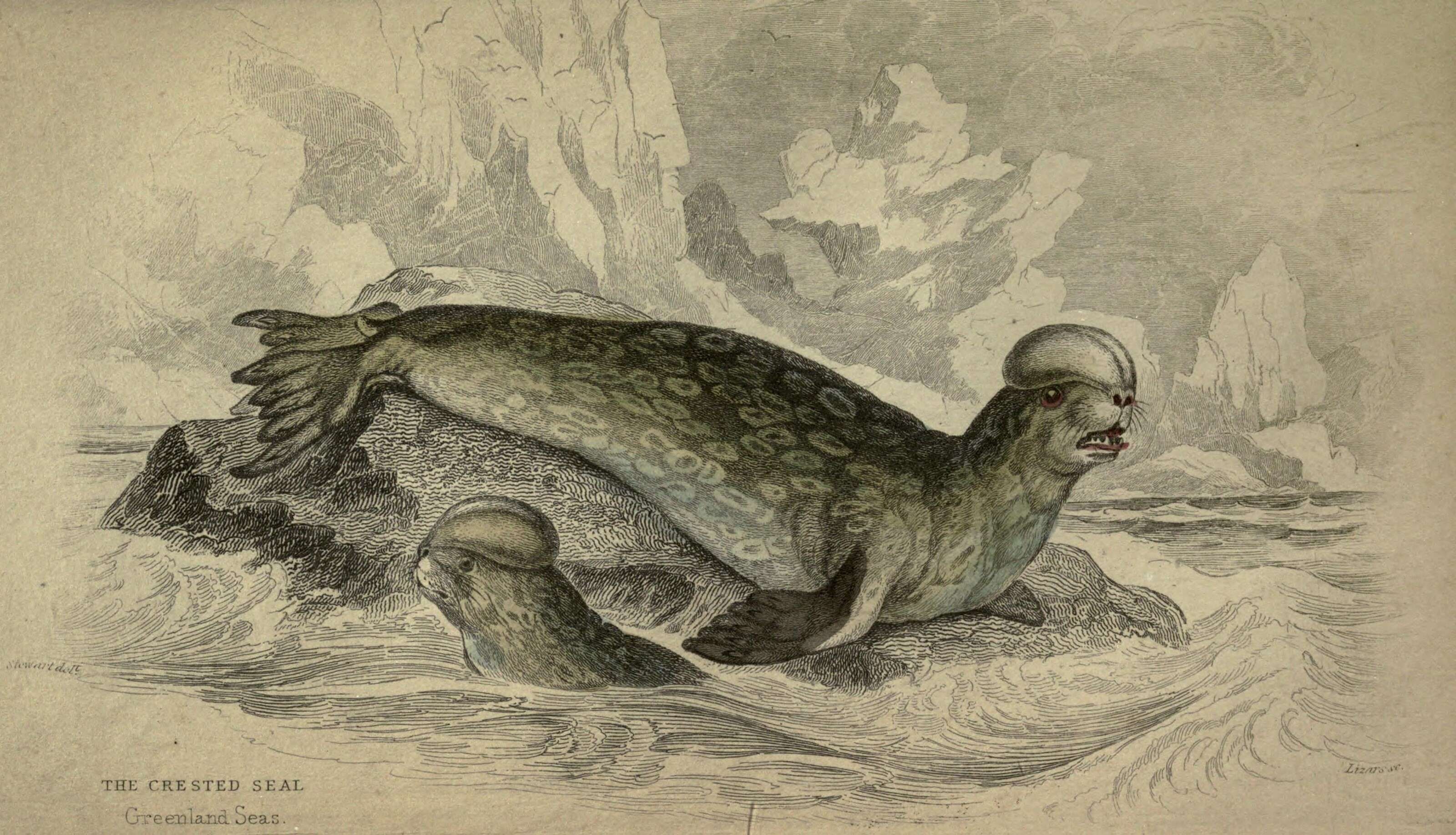 Image of Cystophora Nilsson 1820