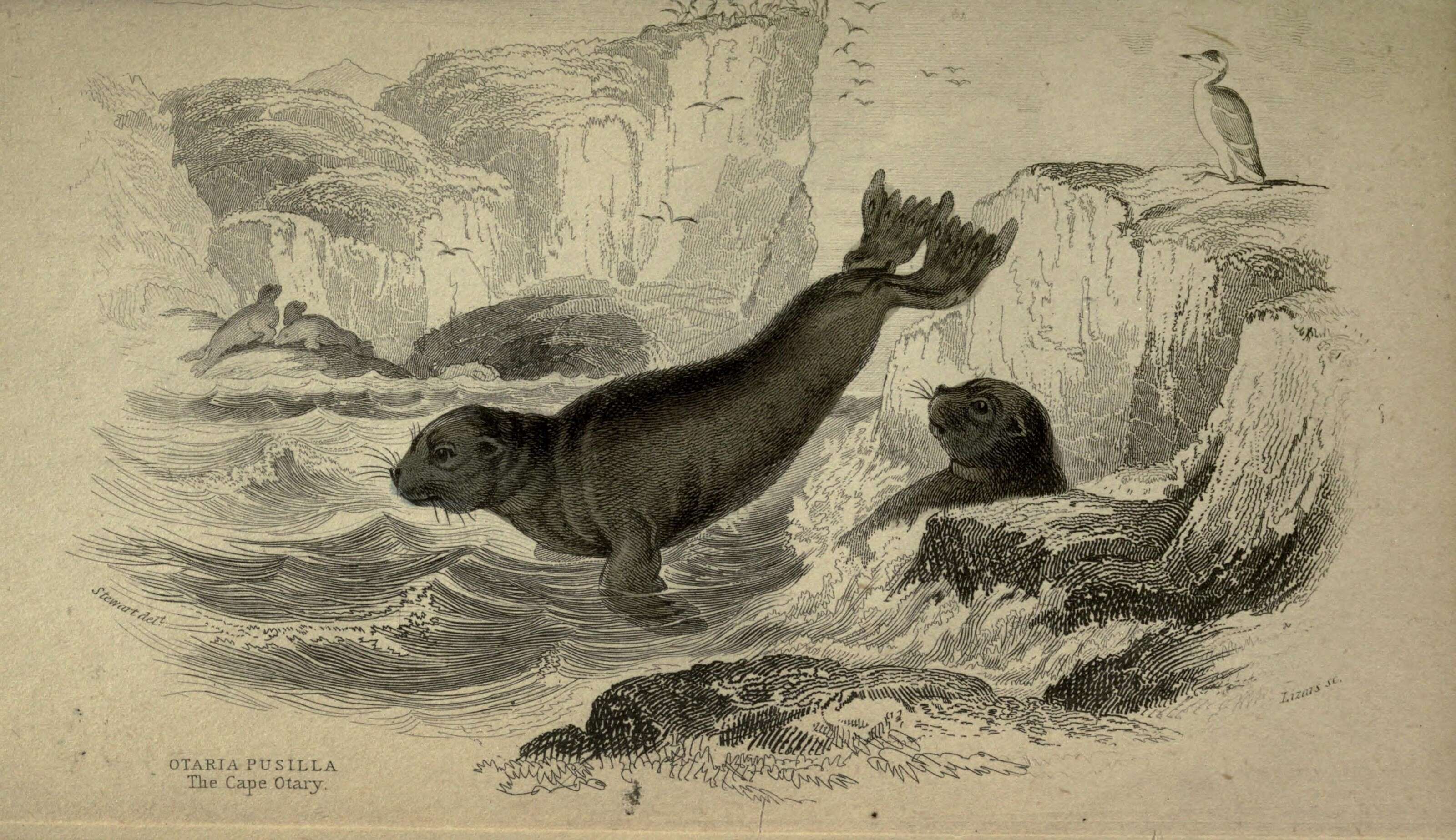 Image of Afro-Australian Fur Seal