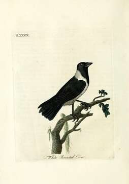 Image of Pied Crow