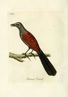 Image of Greater Coucal