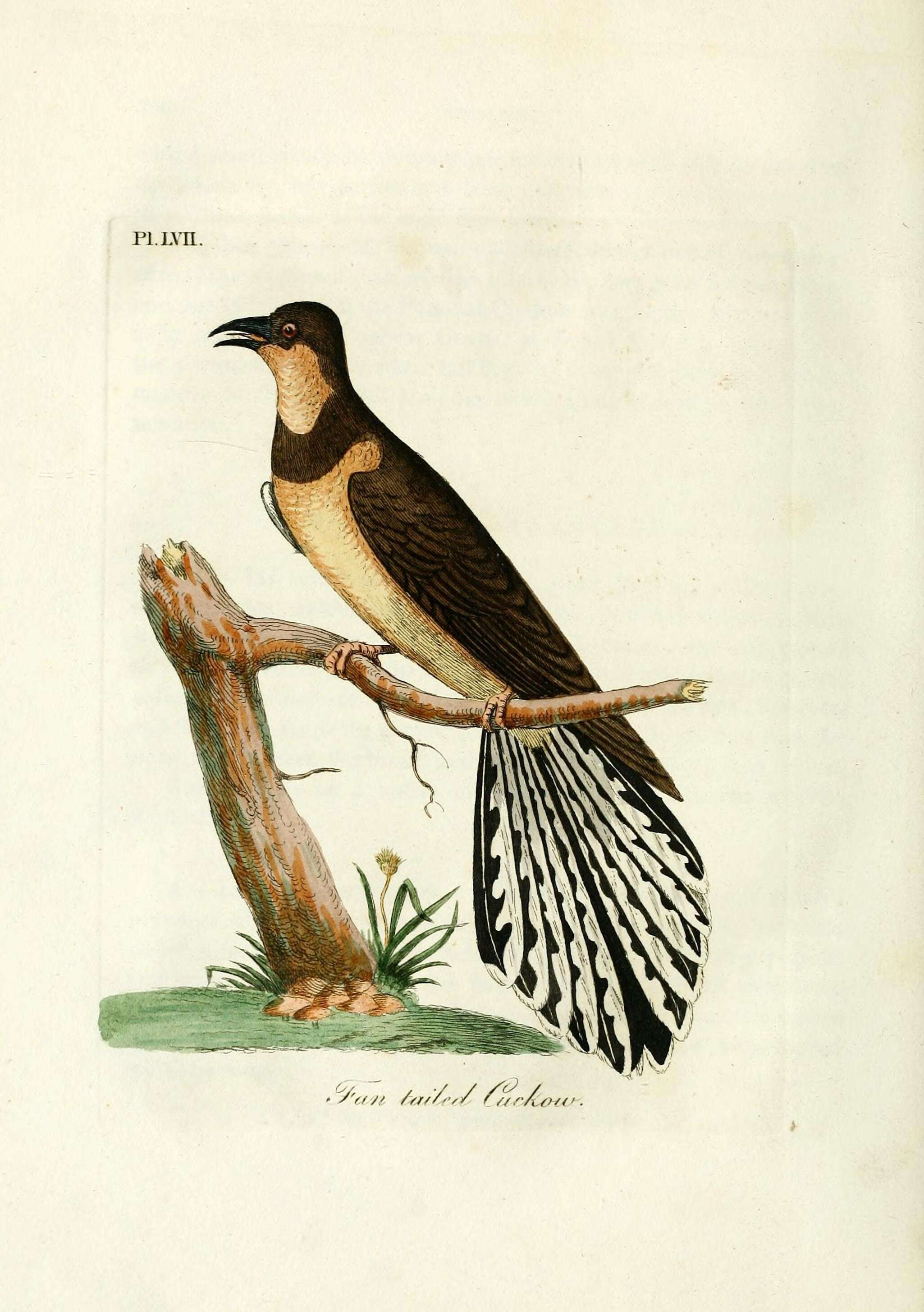 Image of Fan-tailed Cuckoo