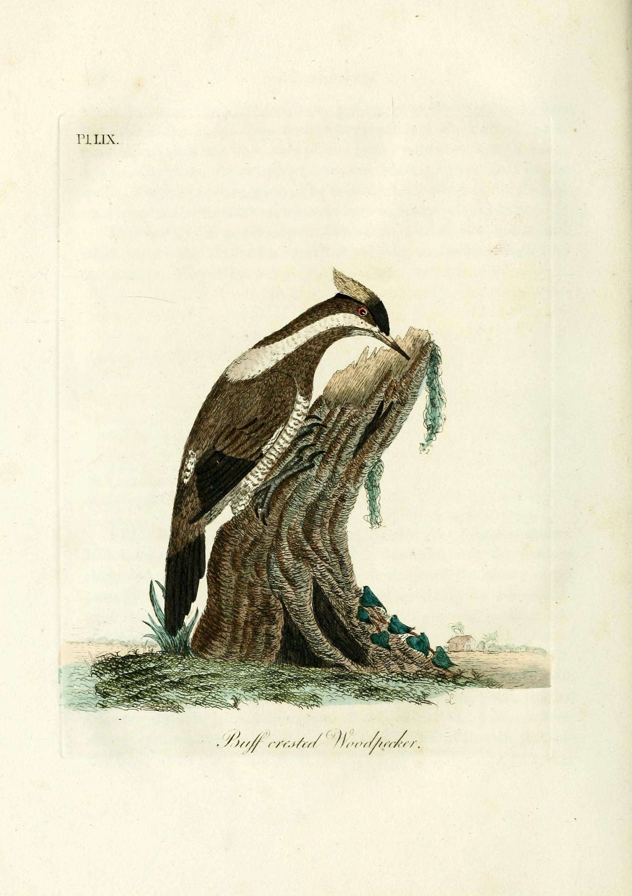 Image of Black-and-buff Woodpecker