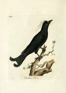 Слика од Corvus splendens Vieillot 1817
