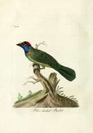 Image of Blue-throated Barbet