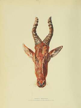 Image of Lelwel Hartebeest