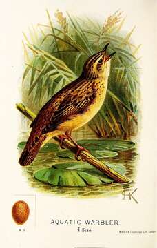 Image of Aquatic Warbler