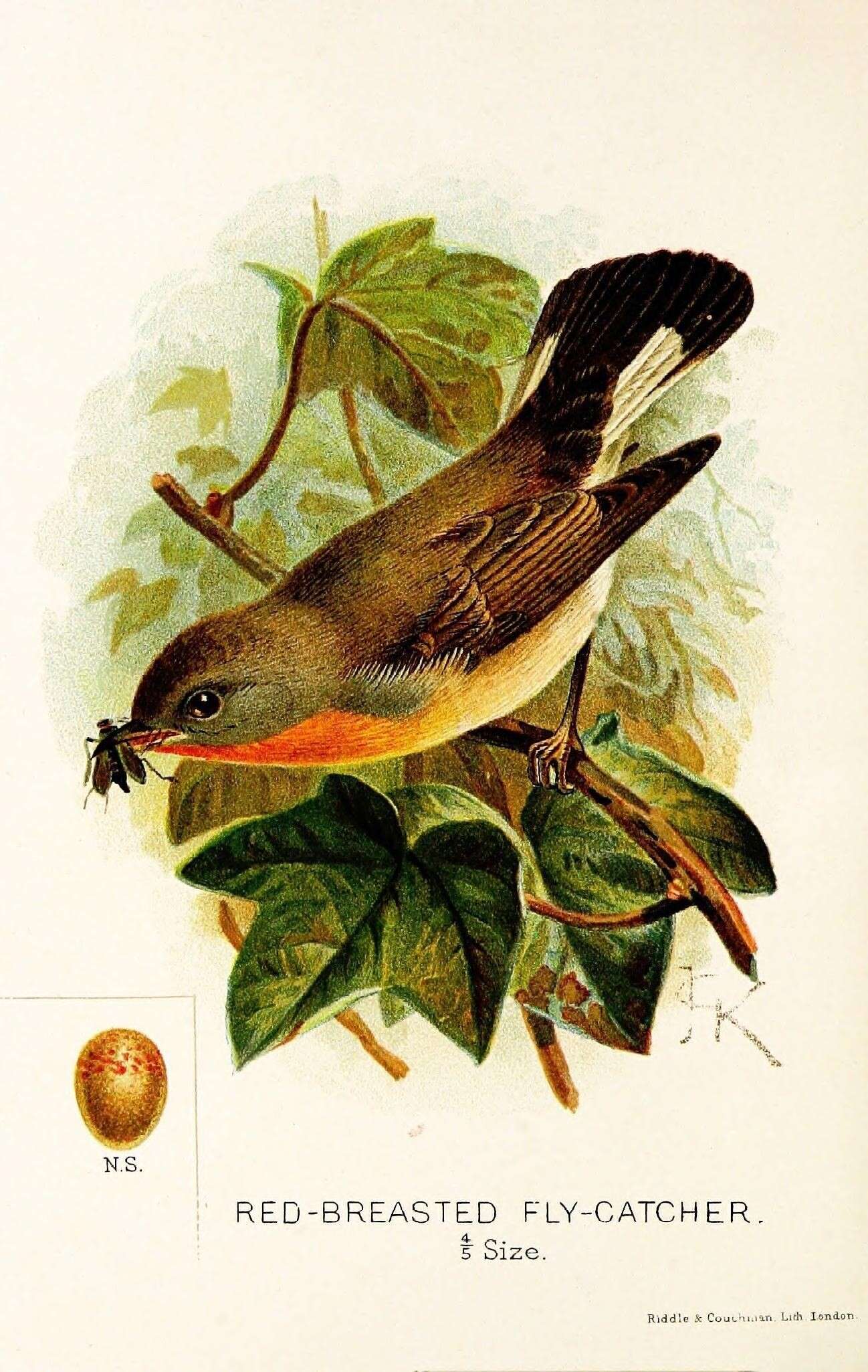 Image of Red-breasted Flycatcher