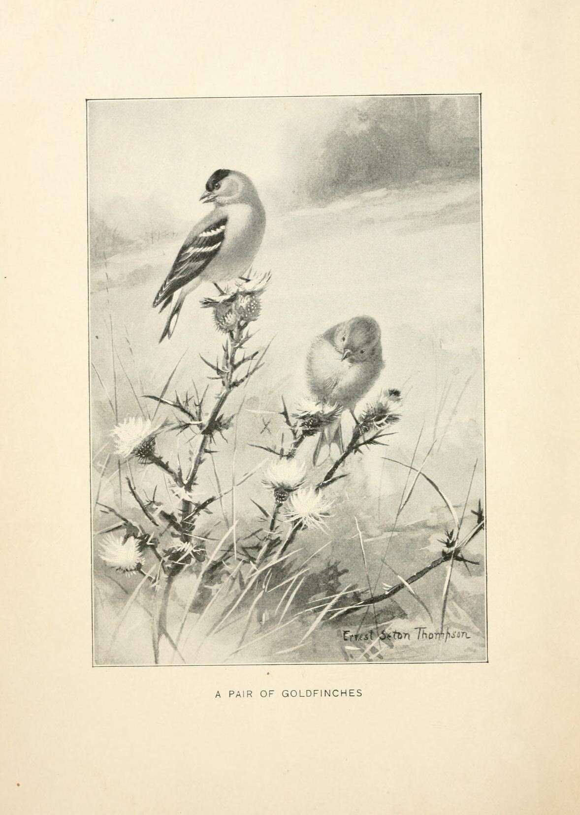 Image of American goldfinch