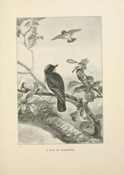 Image of Eastern Kingbird