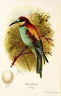 Image of bee-eater, european bee-eater