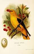 Image of Eurasian Golden Oriole