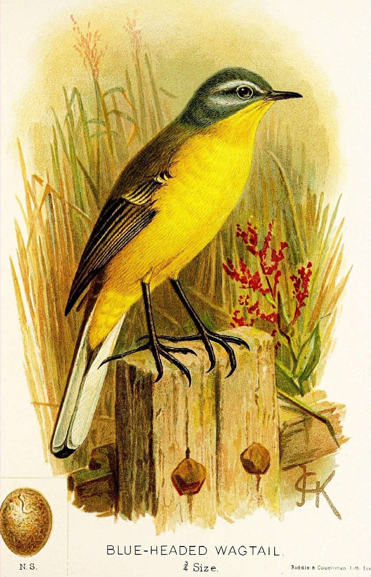 Image of Western Yellow Wagtail