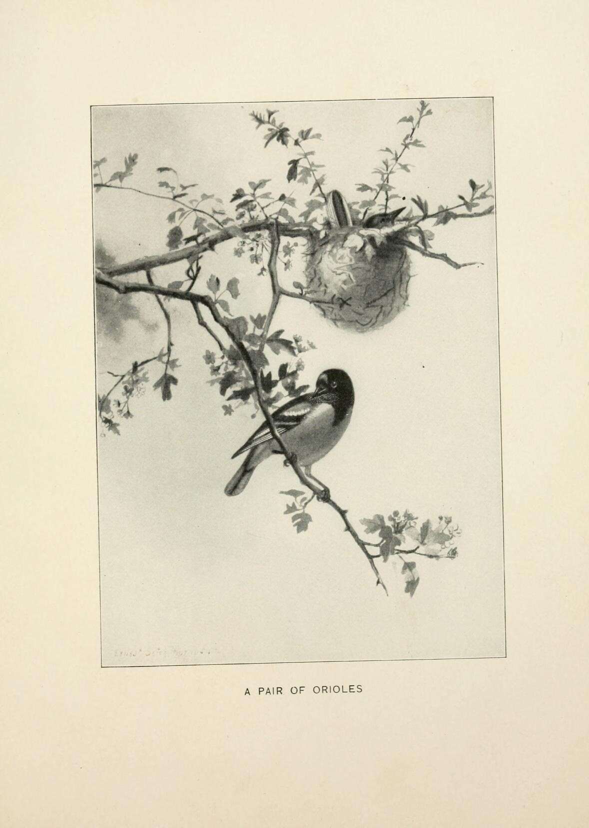 Image of Baltimore Oriole