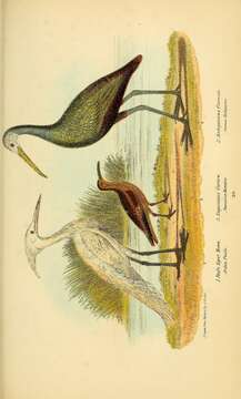 Image of Great Egret