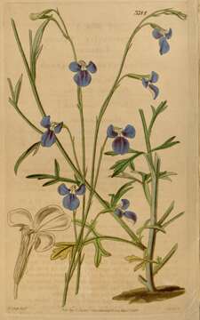 Image of Lobelia heterophylla Labill.