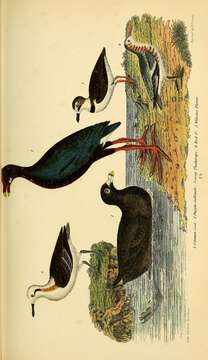 Image of Fulica Linnaeus 1758